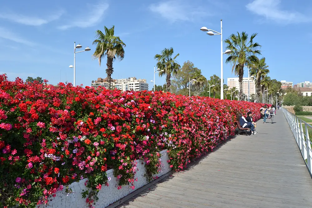 Красиви цветя във Валенсия