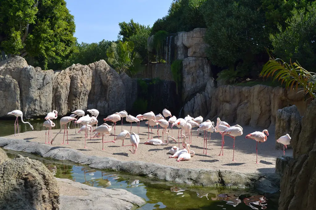 Фламинги в Биопарк, Валенсия