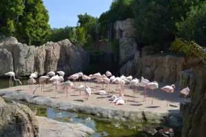 Фламинги