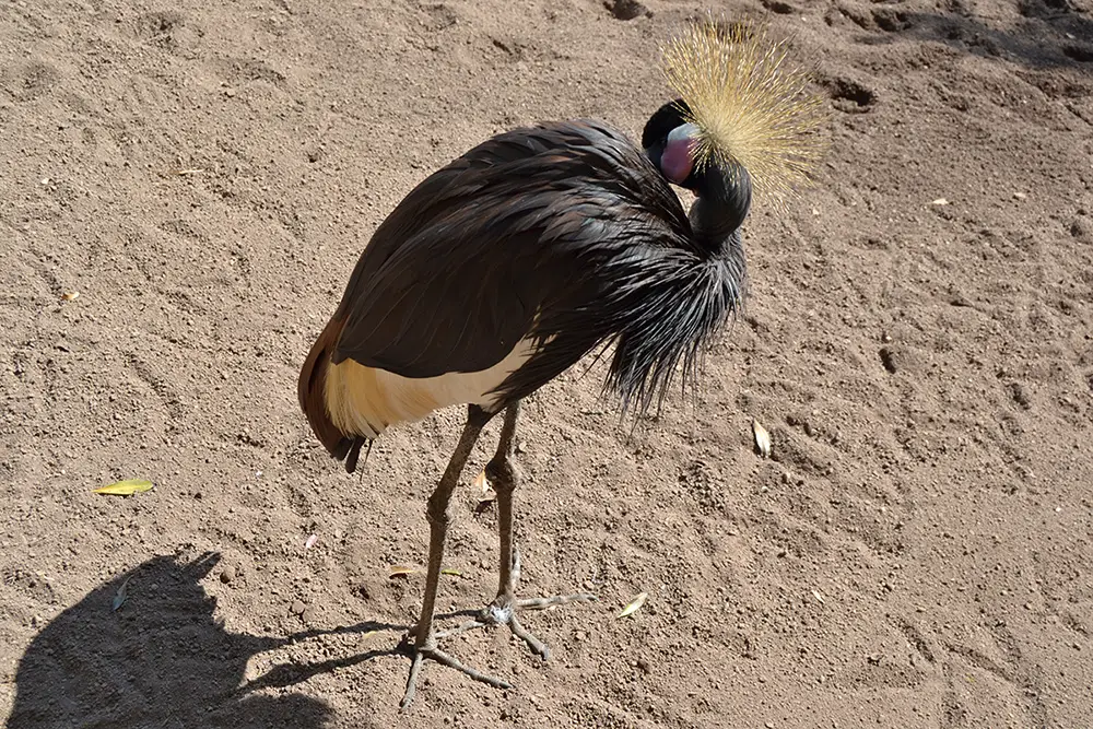 Black crowned crane (Balearica pavonina)