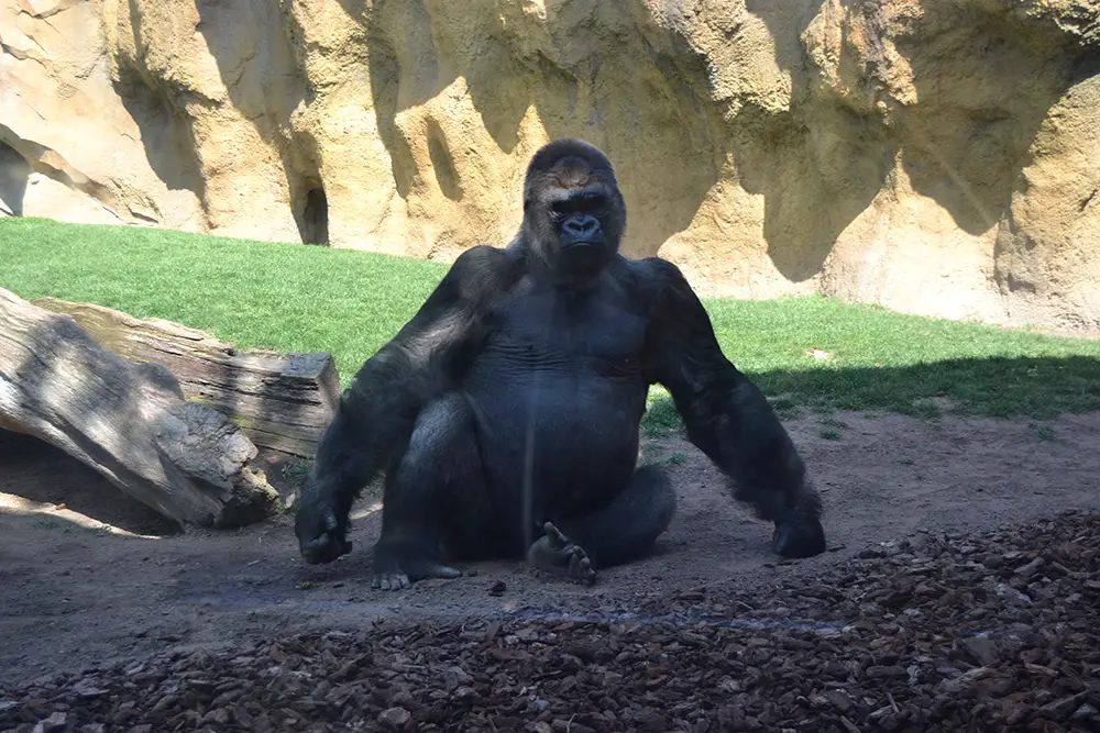 Western lowland gorilla (Gorilla gorilla gorilla)