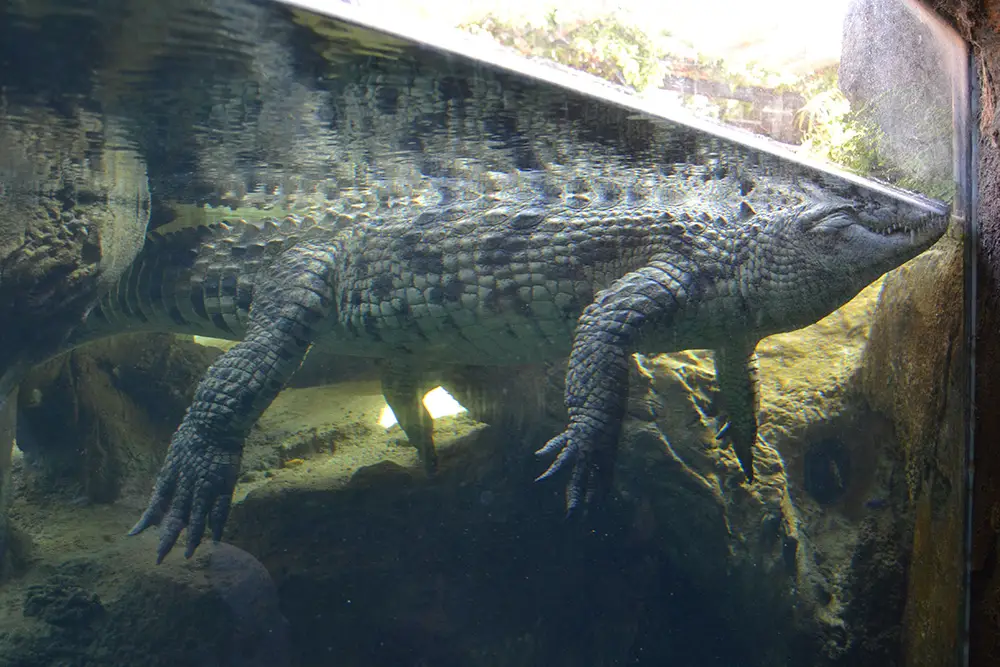 Nile crocodile (Crocodylus niloticus)