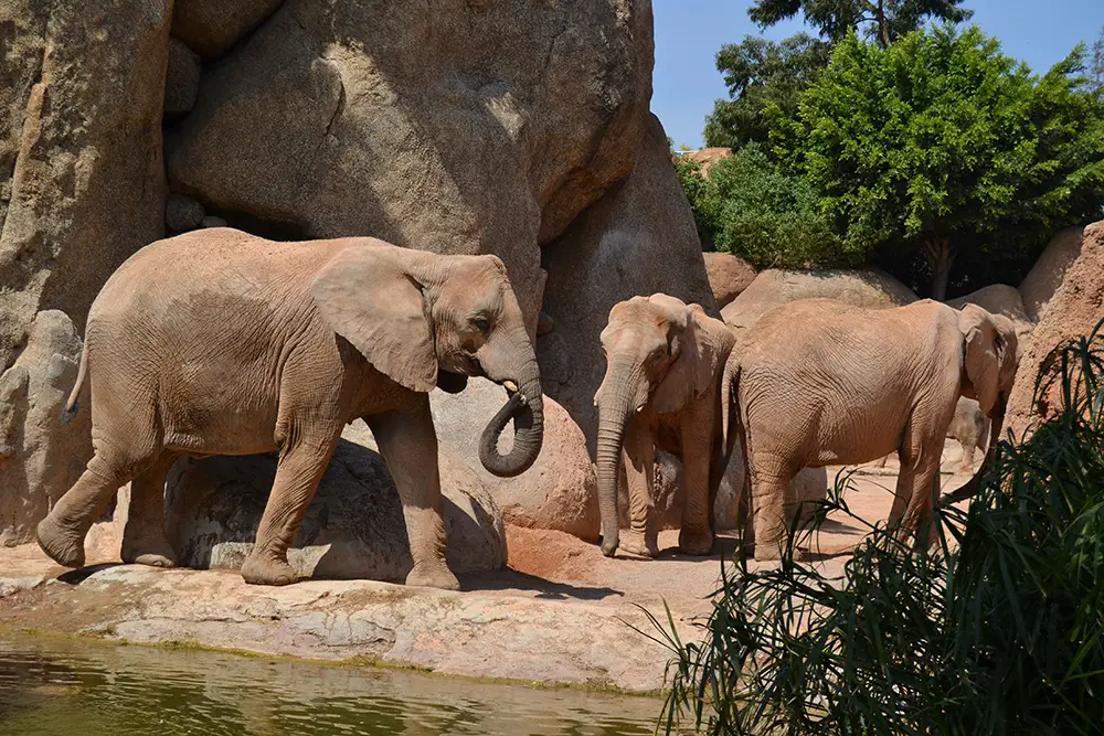 African bush elephant