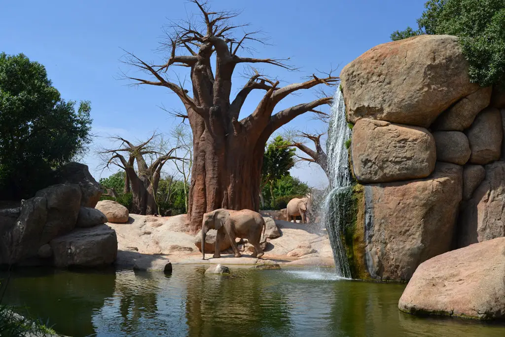 Bioparc Valencia - African bush elephant