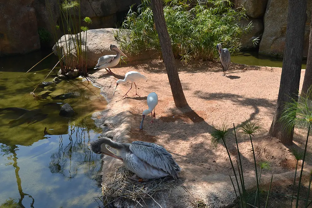 Pink-backed pelican (Pelecanus rufescens) & African spoonbill (Platalea alba)