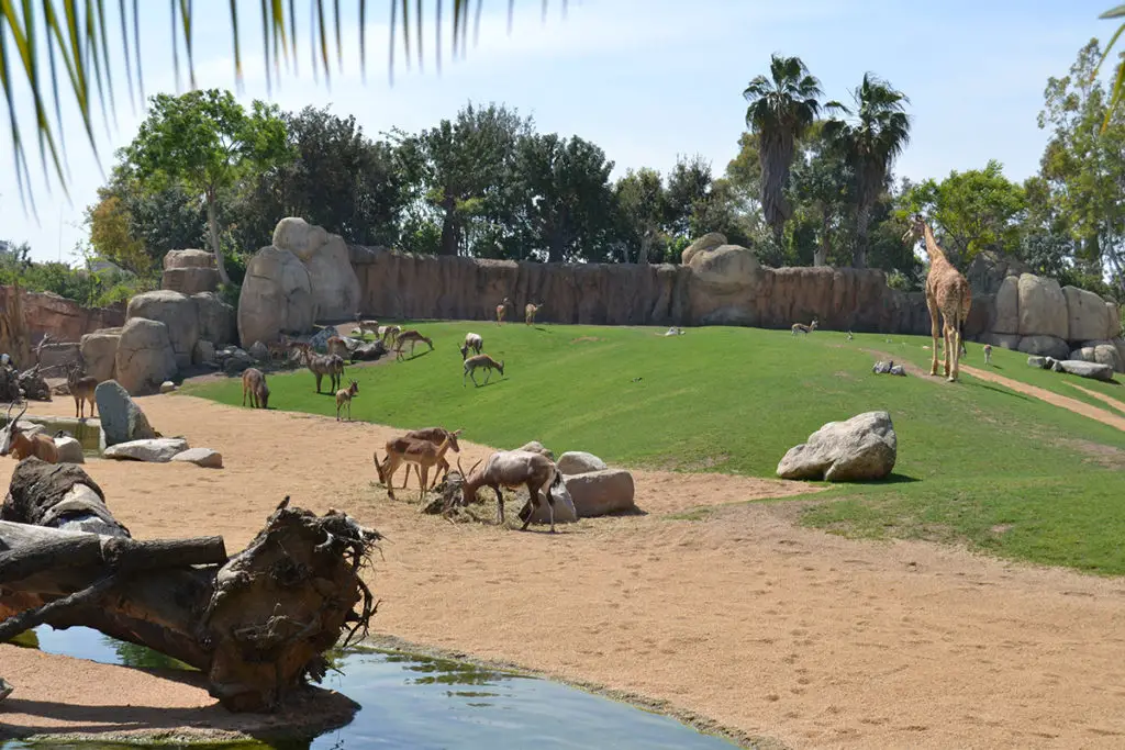 Thomson's gazelle, Blesbok and Impala