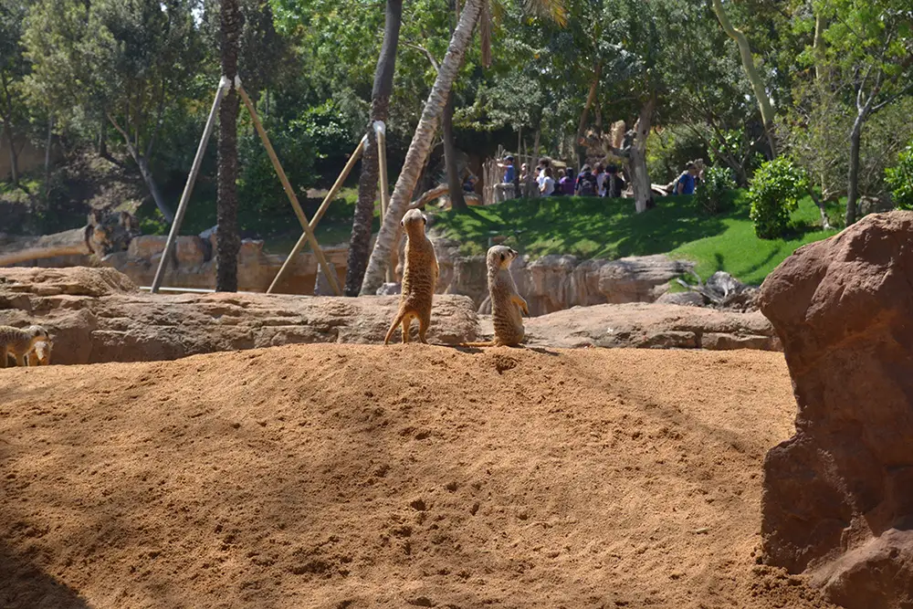 Meerkats