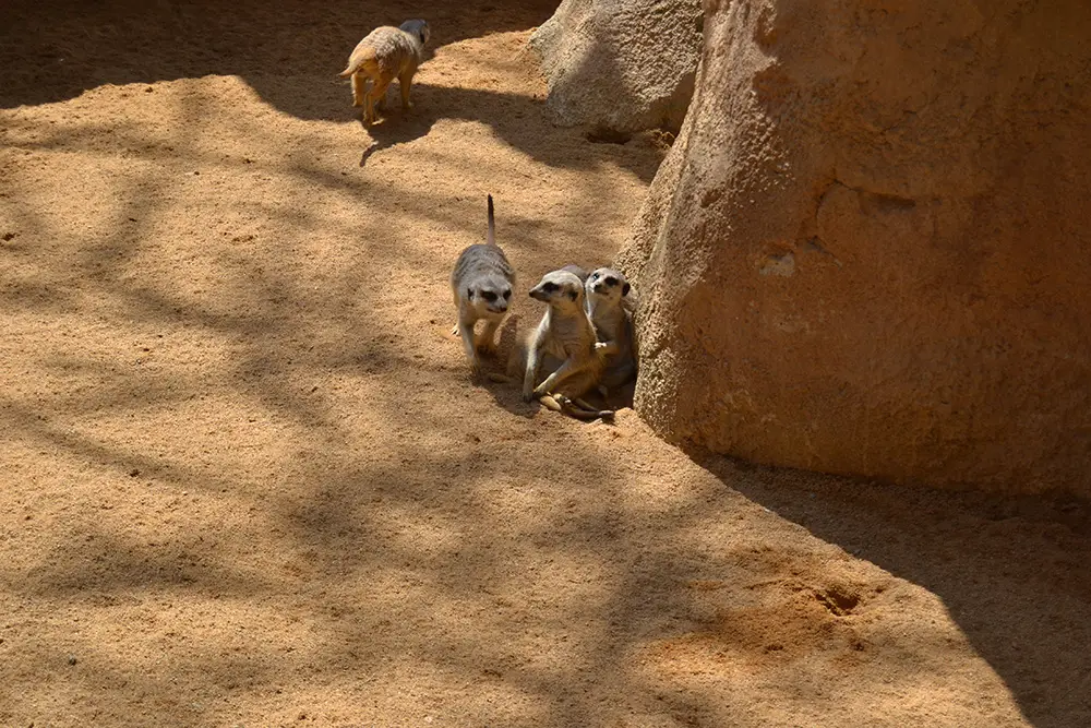 Meerkats