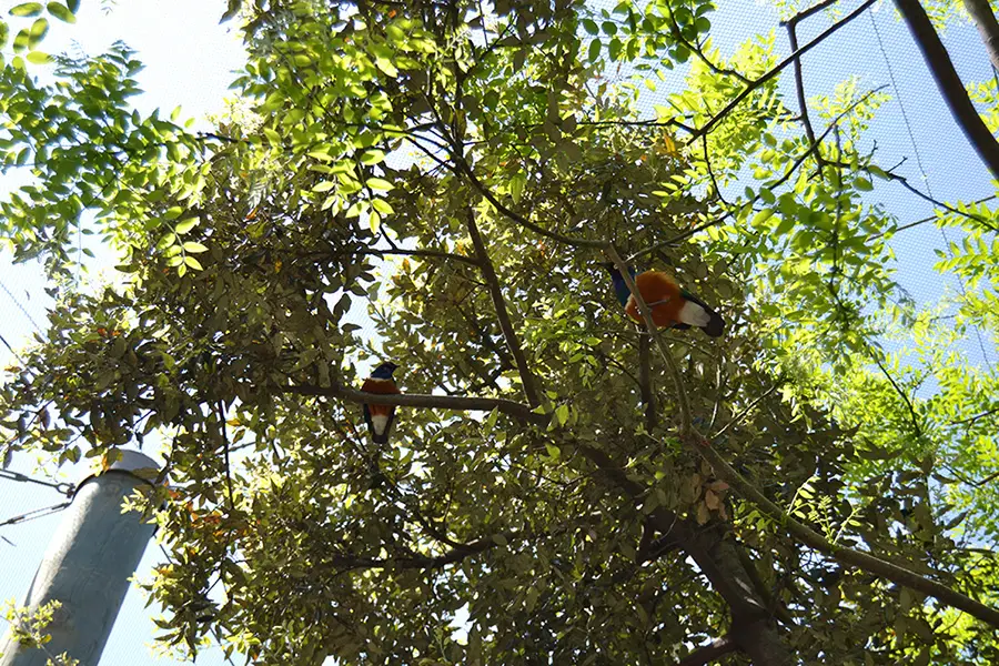 Bioparc Valencia