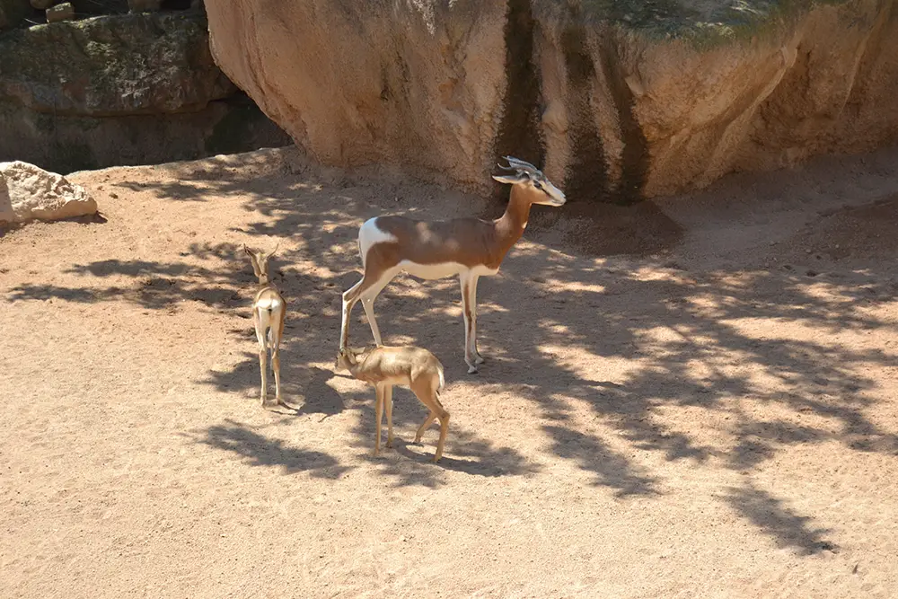 Bioparc Valencia - Dama gazelle