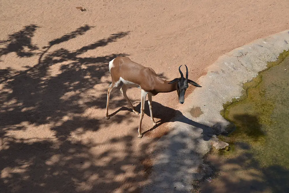 Bioparc Valencia - Dama gazelle