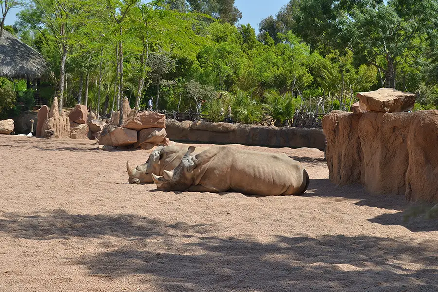 Носорози в Биопарк Валенсия