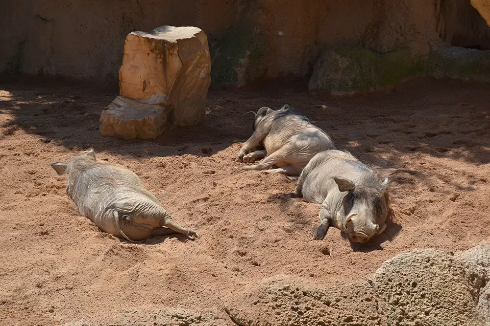 Bioparc Valencia - Common warthog