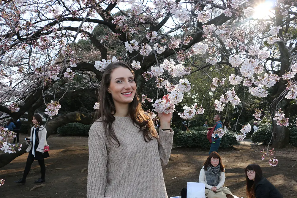 Japan cherry blossom