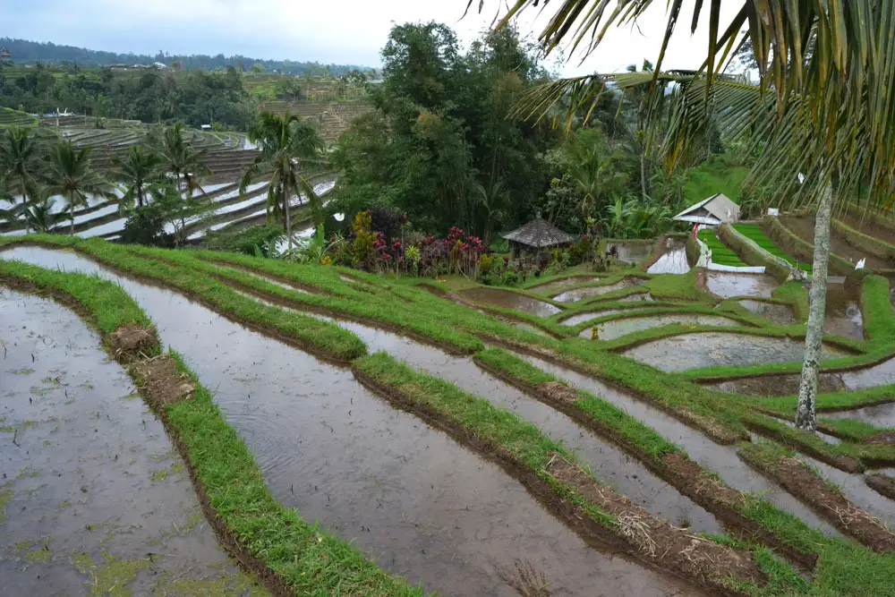 One day in Bali - Jatiluwih Rice Terraces