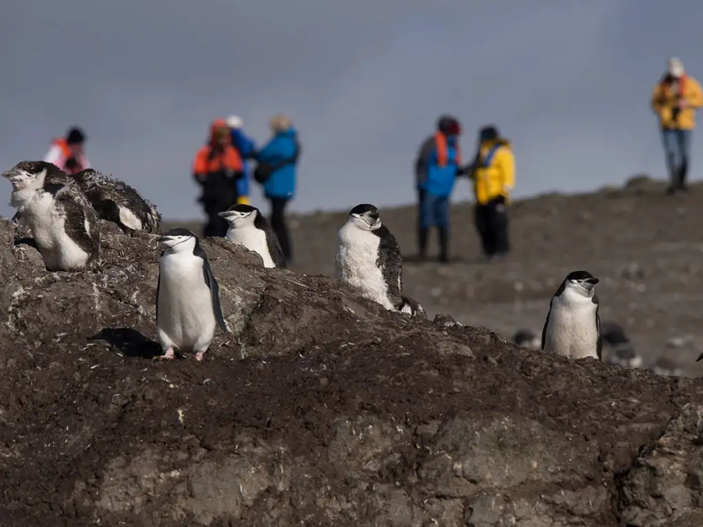 Пингвини на Антарктида