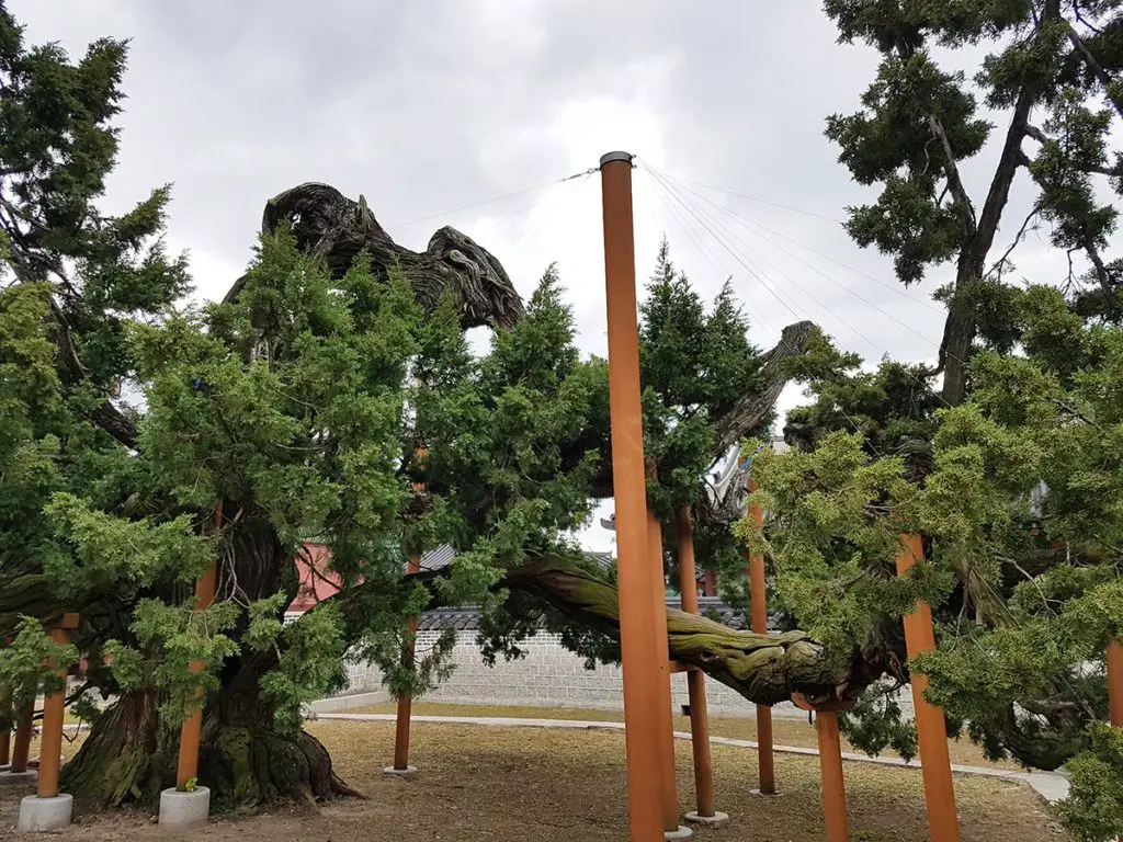 The Chinese juniper is more than a 750 years old 