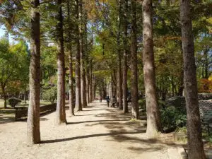 Metasequoia Lane