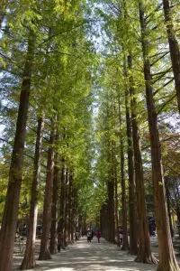 Metasequoia Lane