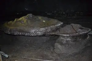 Каменната костенурка в пещерата Манджангул