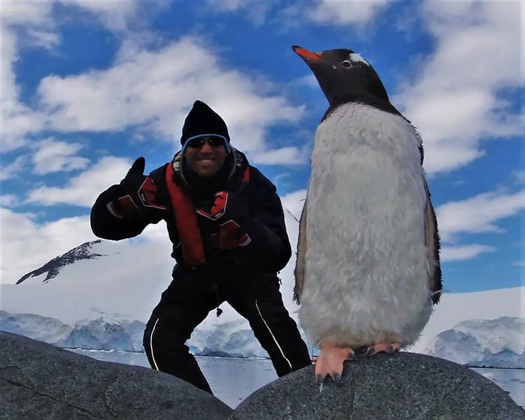 Antarctic penguin