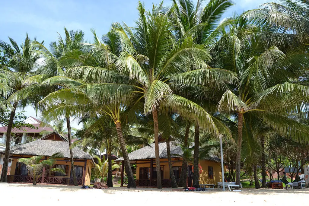 Палми на остров Фу Куок