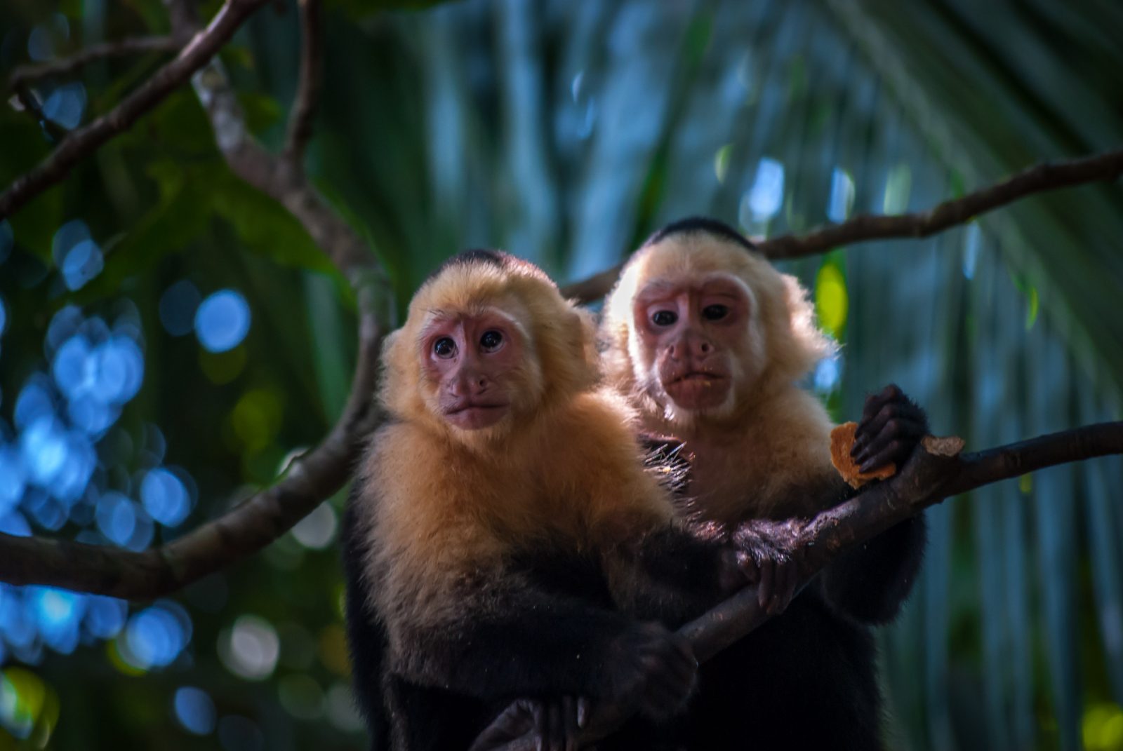 White-headed capuchin