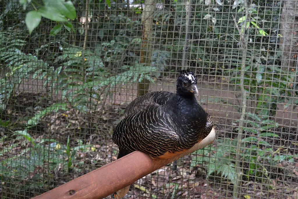Bare-faced curassow