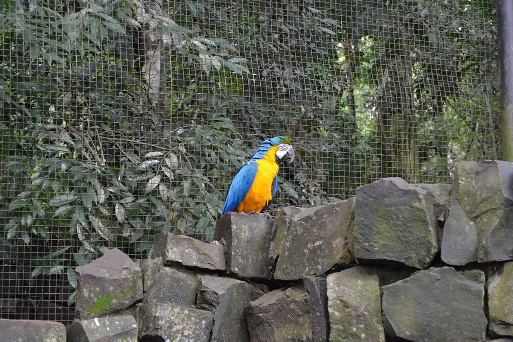 Blue-and-yellow macaw