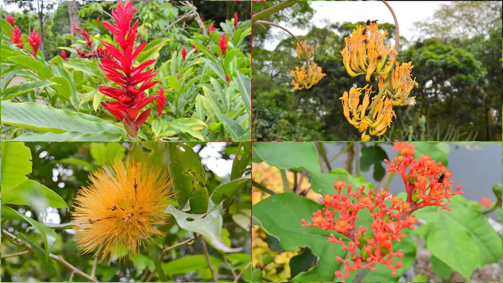 Rio de Janeiro Botanical Garden