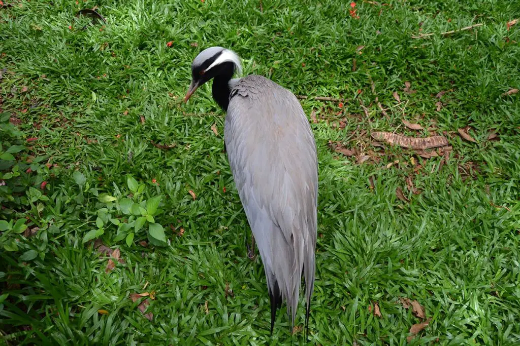 Demoiselle crane