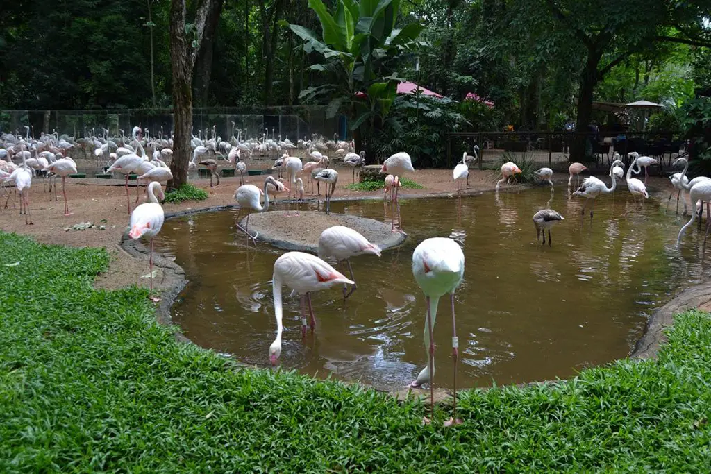 Flamingos