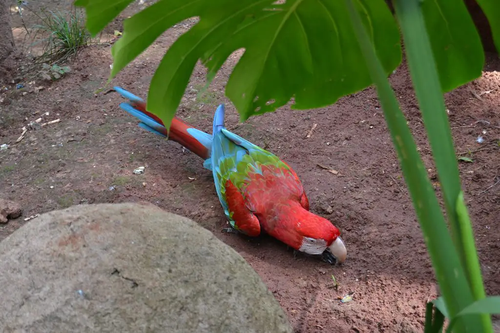 Red-and-green macaw