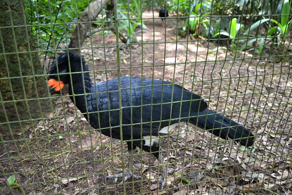 Red-billed curassow