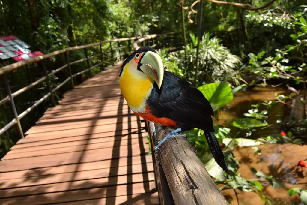 Red-breasted Toucan