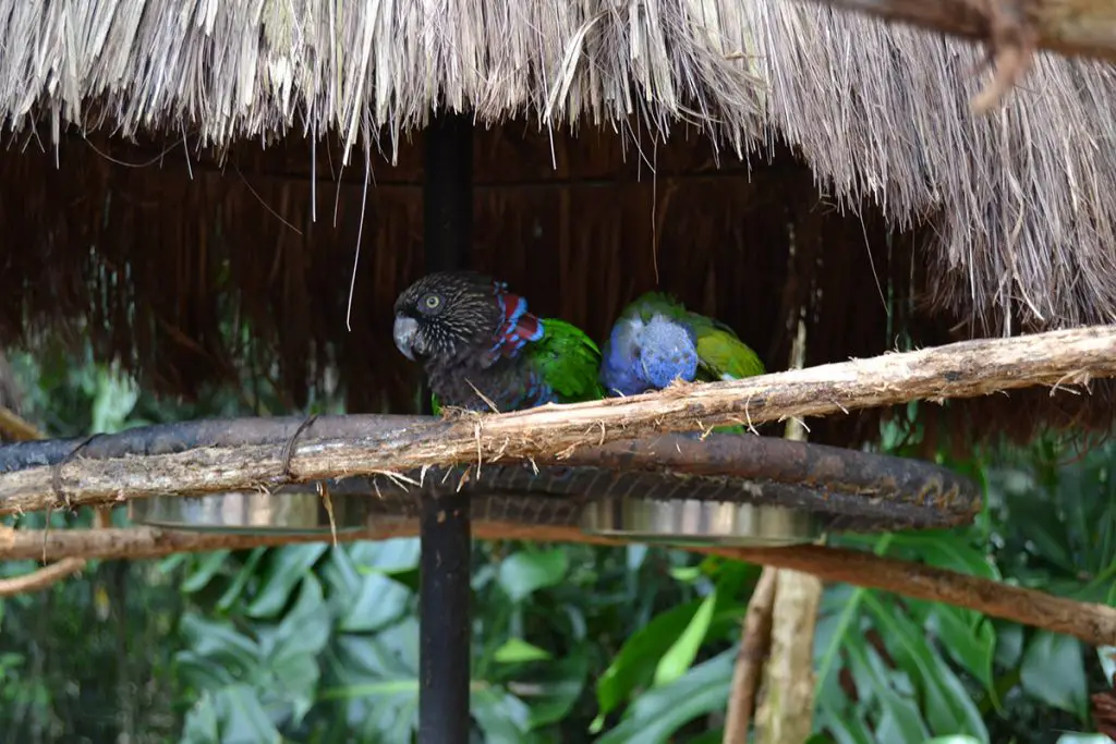 Red-fan parrot