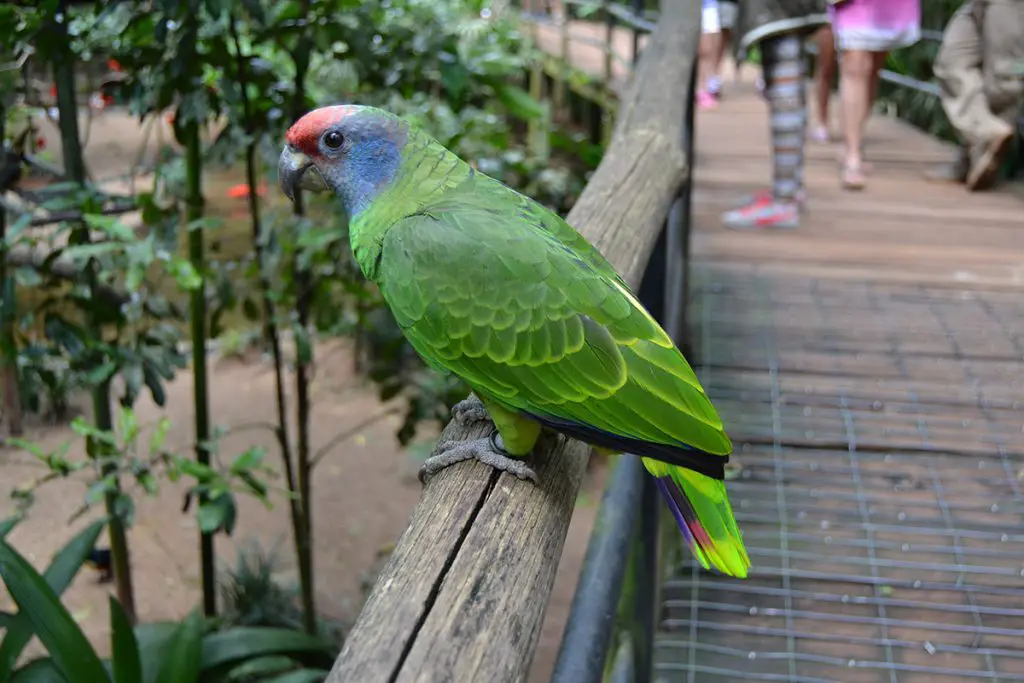 Red-tailed amazon