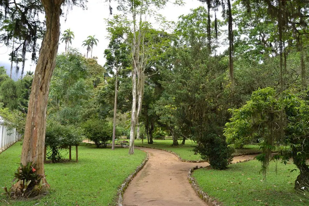 The Botanical garden in Rio de Janeiro