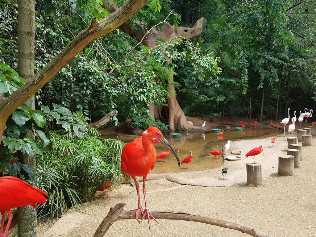 Scarlet Ibis