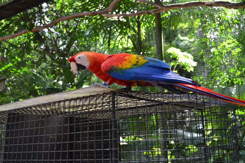 Scarlet macaw