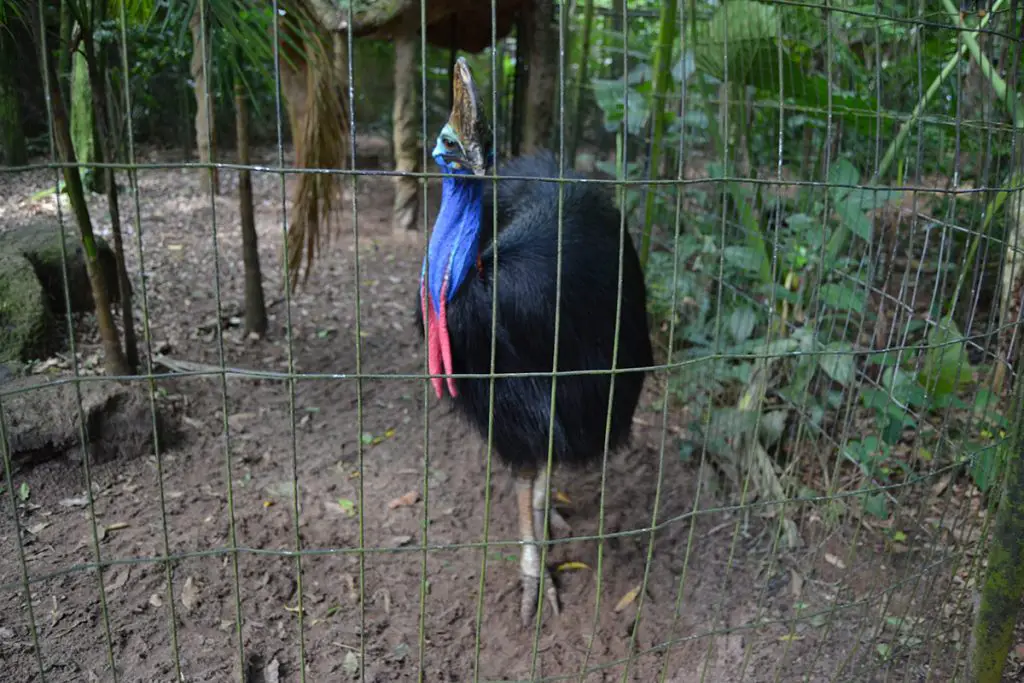 Southern cassowary