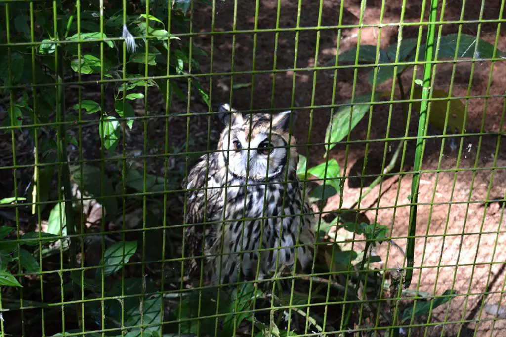 Striped owl