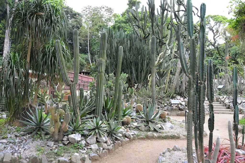 Ботаническата градина в Рио де Жанейро 