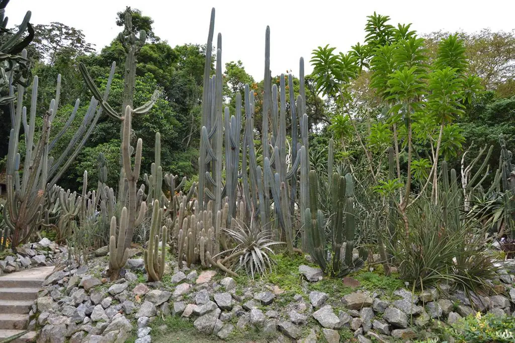 Rio de Janeiro Botanical Garden
