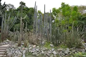 Ботаническата градина в Рио де Жанейро