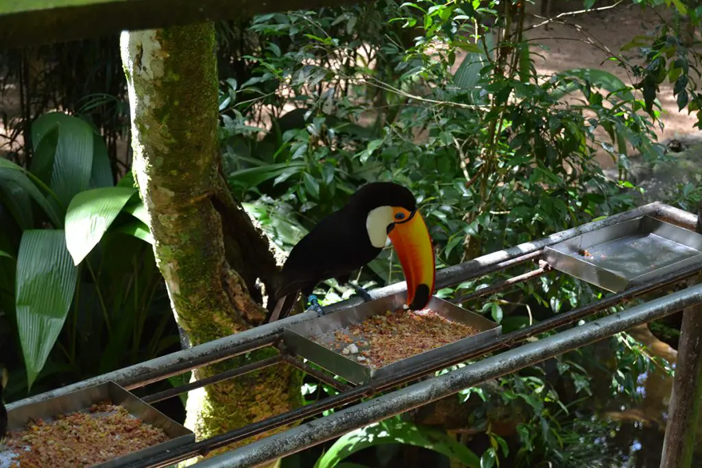 Toco toucan