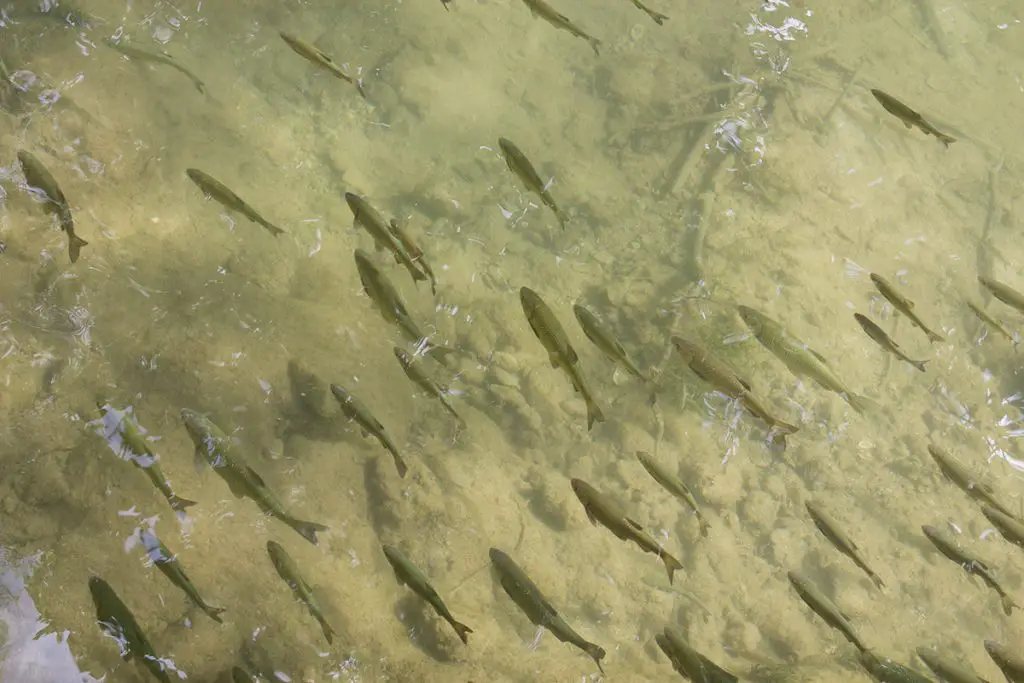 Fish in Krka river