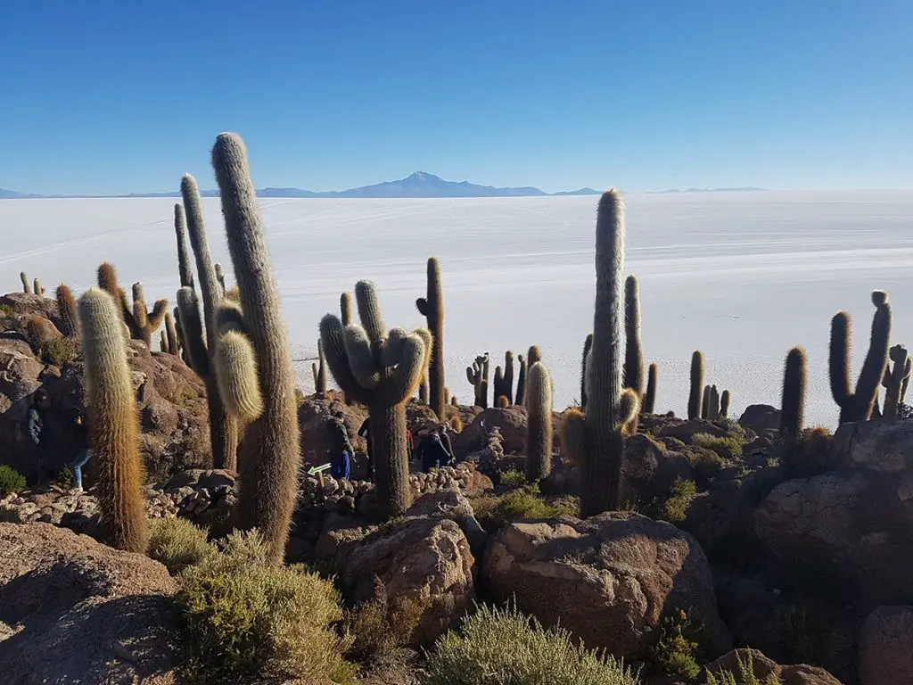 Isla Incahuasi, Salar de Uyuni