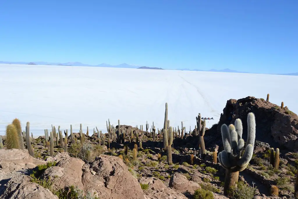 Isla Incahuasi at Salar de Uyuni