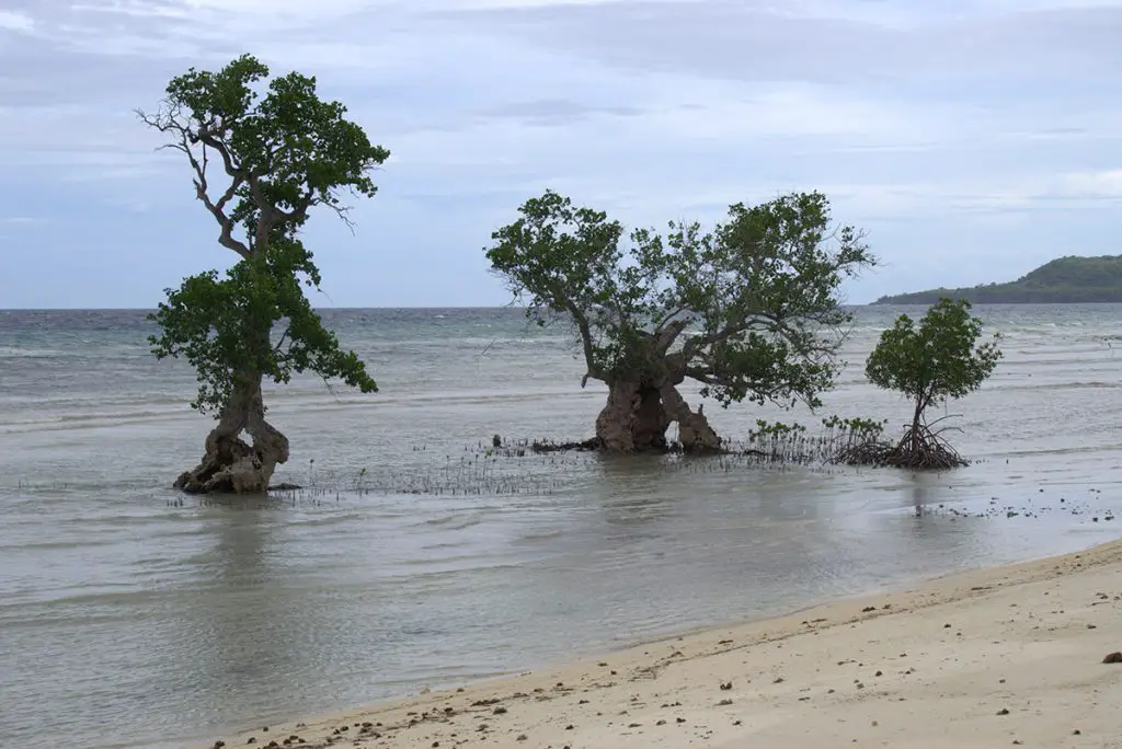 Places to Visit in Siquijor - Mangroves
